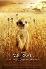 蒙哥/The Meerkats線上看